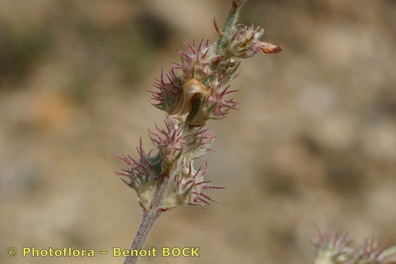 Onobrychis stenorhiza fruit