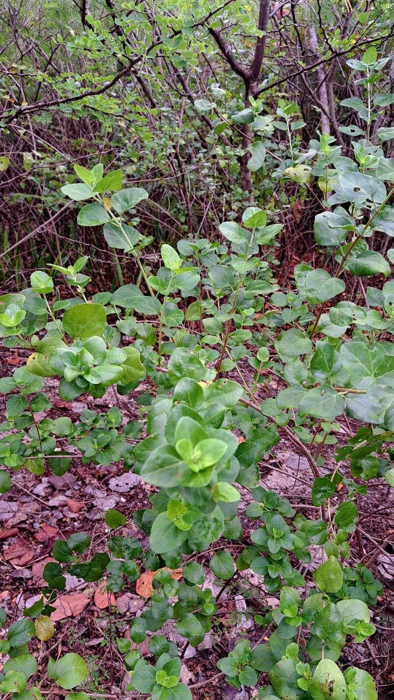 Chromolaena integrifolia leaf
