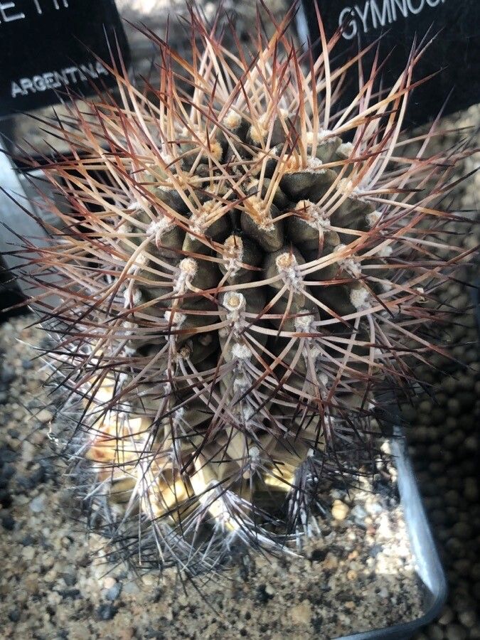 Gymnocalycium schickendantzii — search result for 'Gymnocalycium'