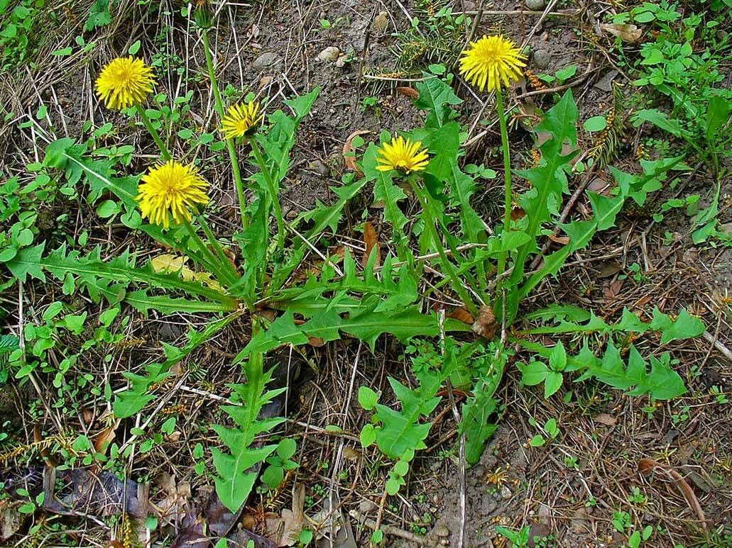 Taraxacum mediterraneum — search result for 'Taraxacum'