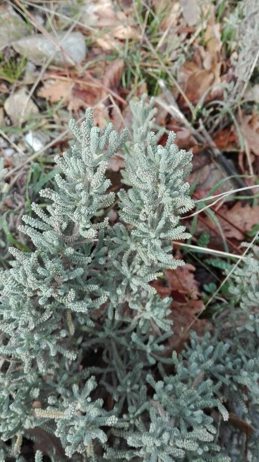 Santolina insularis — search result for 'Santolina'