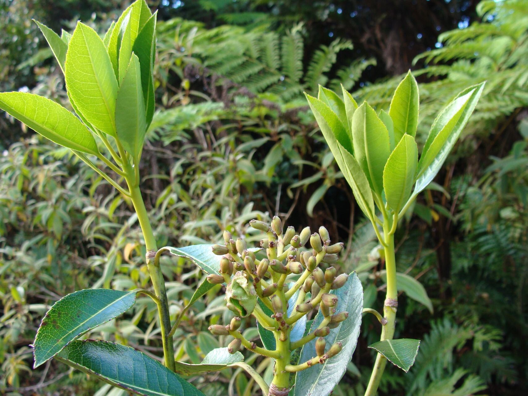 Paracryphia alticola — houseplant care guide