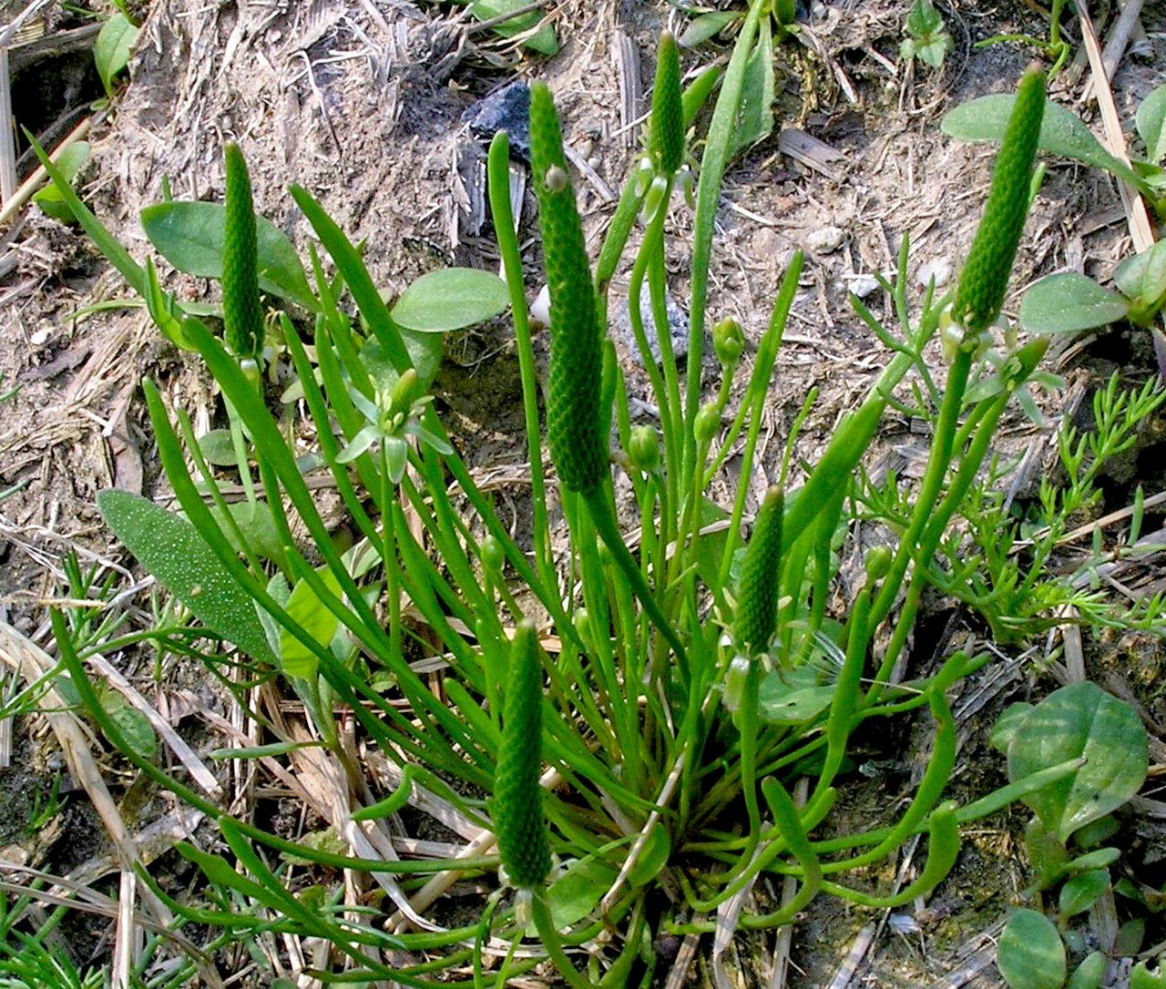 Myosurus minimus leaf