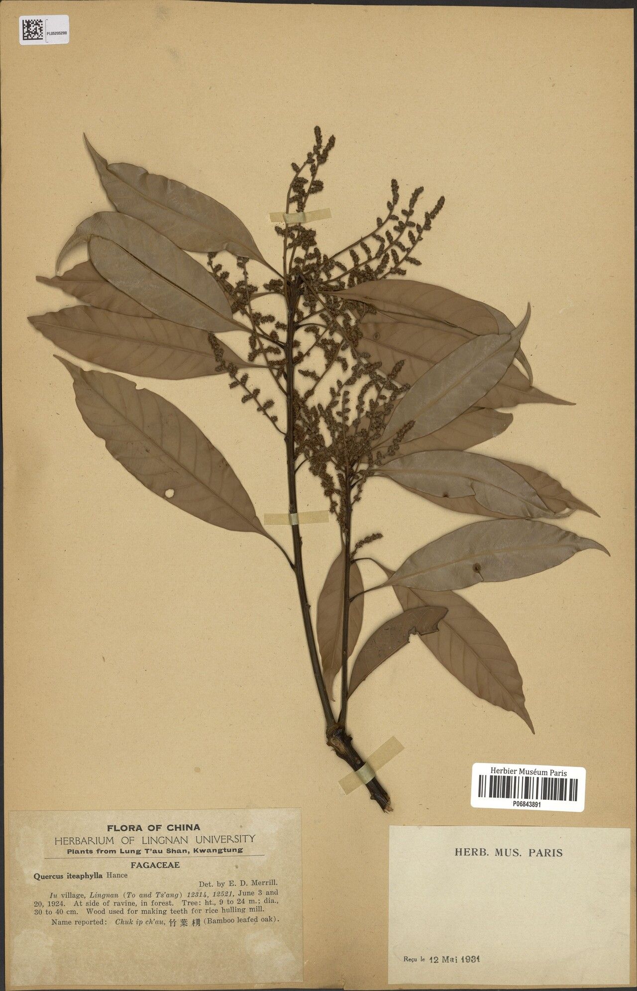 Lithocarpus iteaphyllus — houseplant care guide