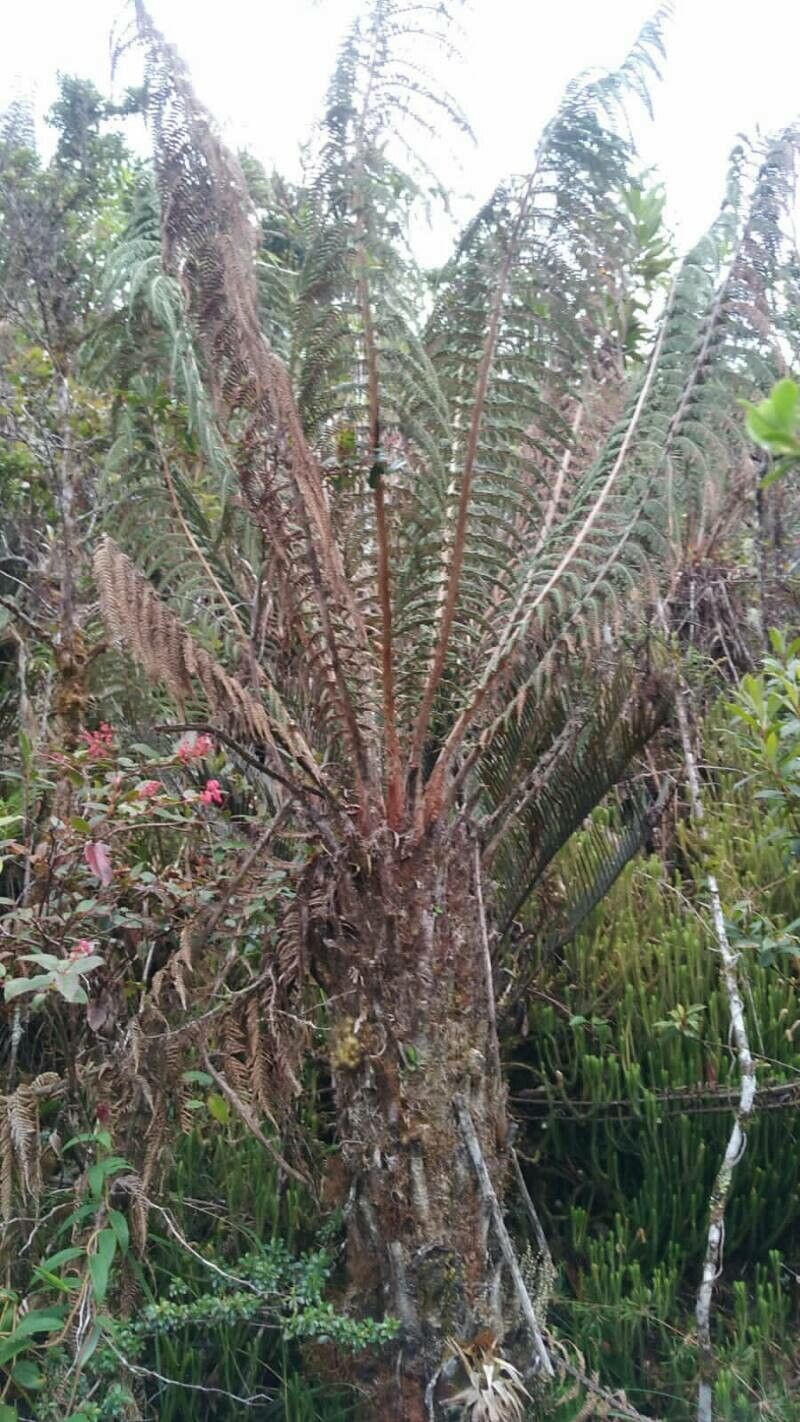 Dicksonia stuebelli habit