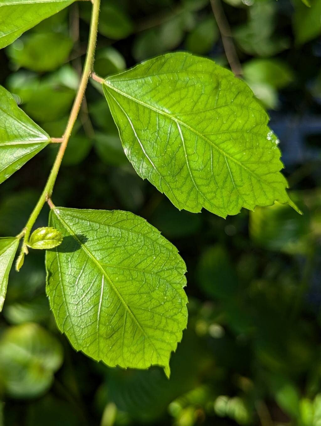 Hibiscus grandidieri — search result for 'Hibiscus'
