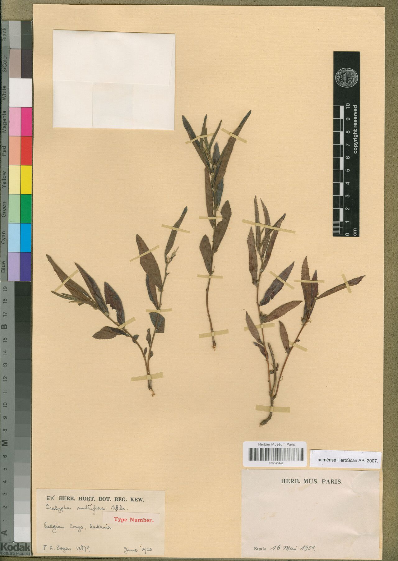 Acalypha multifida — houseplant care guide