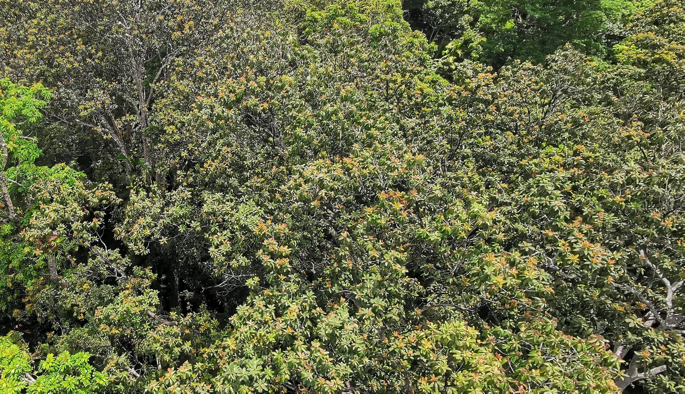 Calophyllum sil leaf