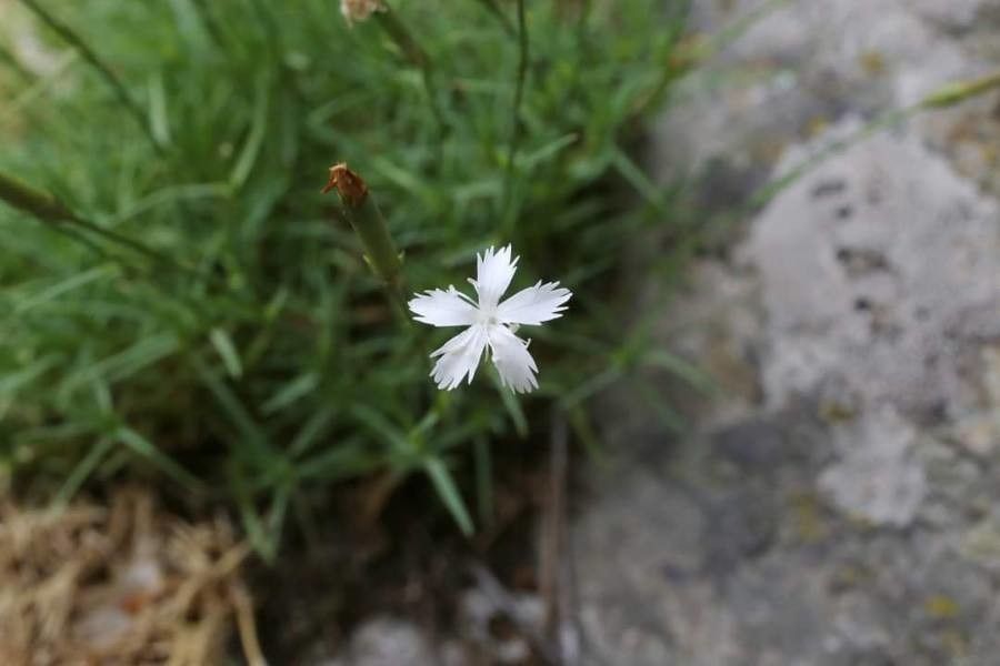 Dianthus petraeus flower