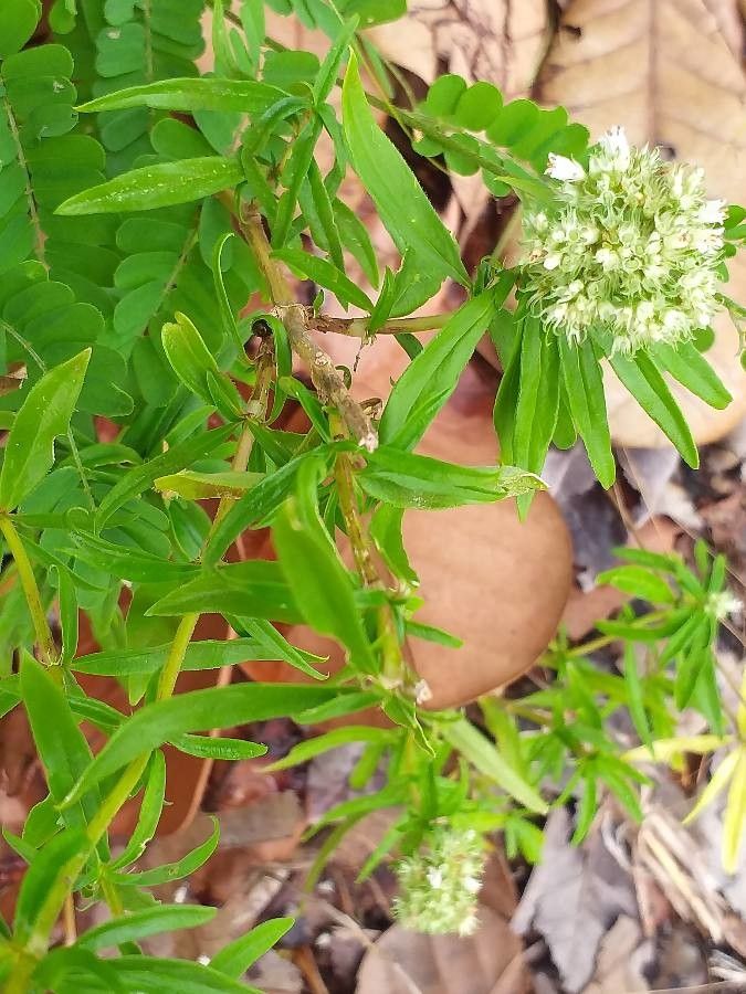 Spermacoce verticillata bark