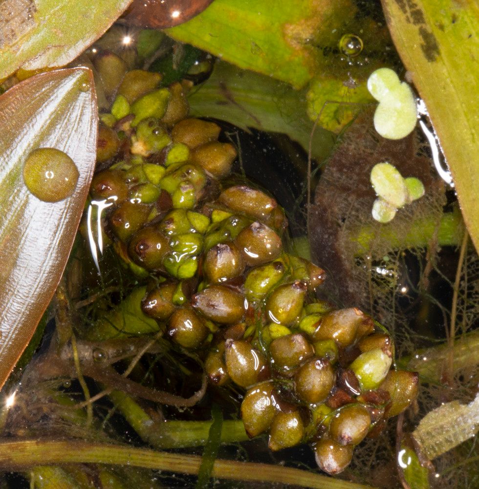 Potamogeton nodosus fruit