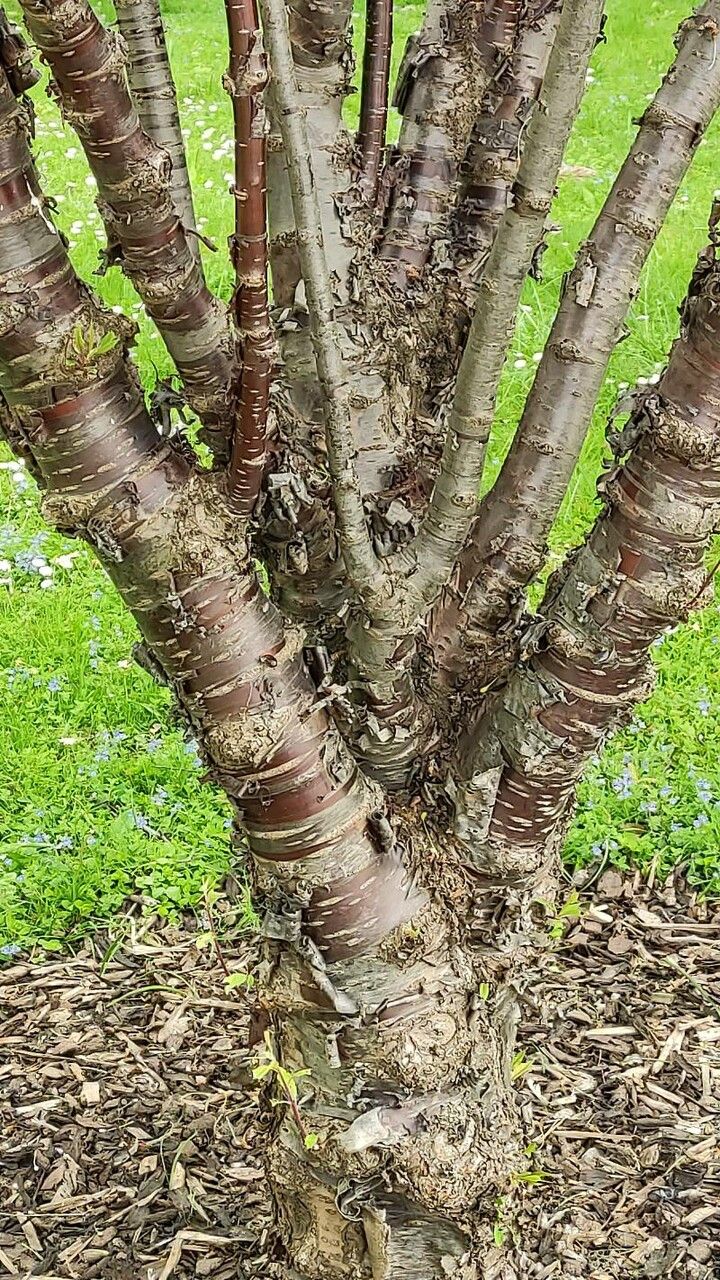 Prunus serrula bark