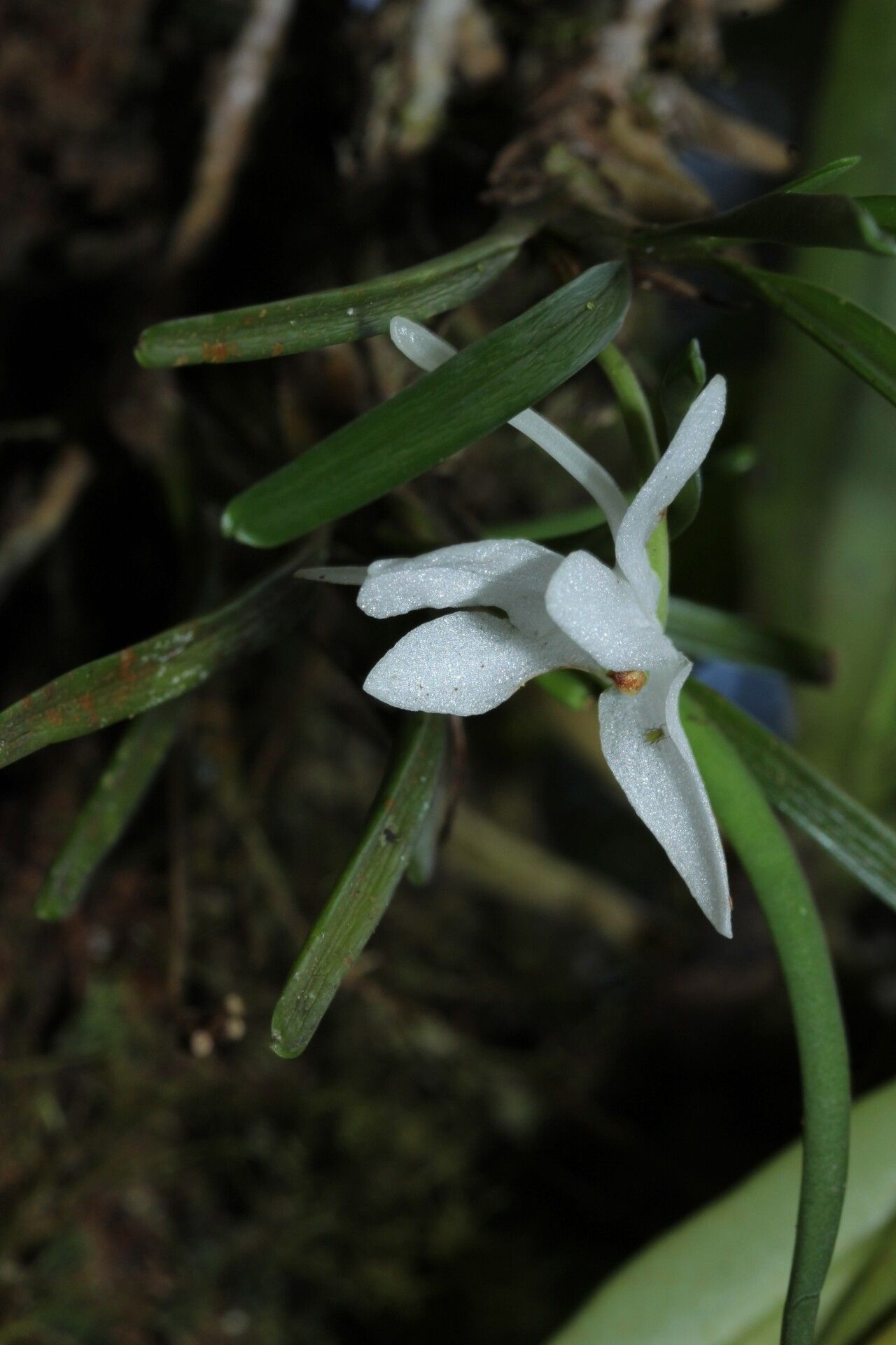Jumellea cyrtoceras flower