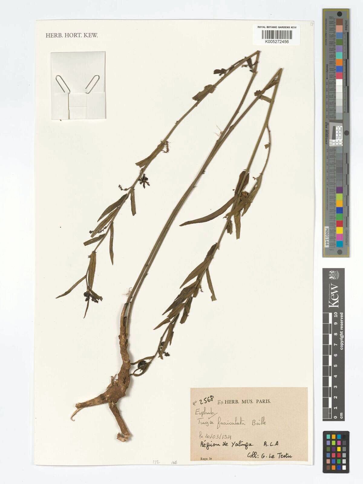 Tragia fasciculata — houseplant care guide