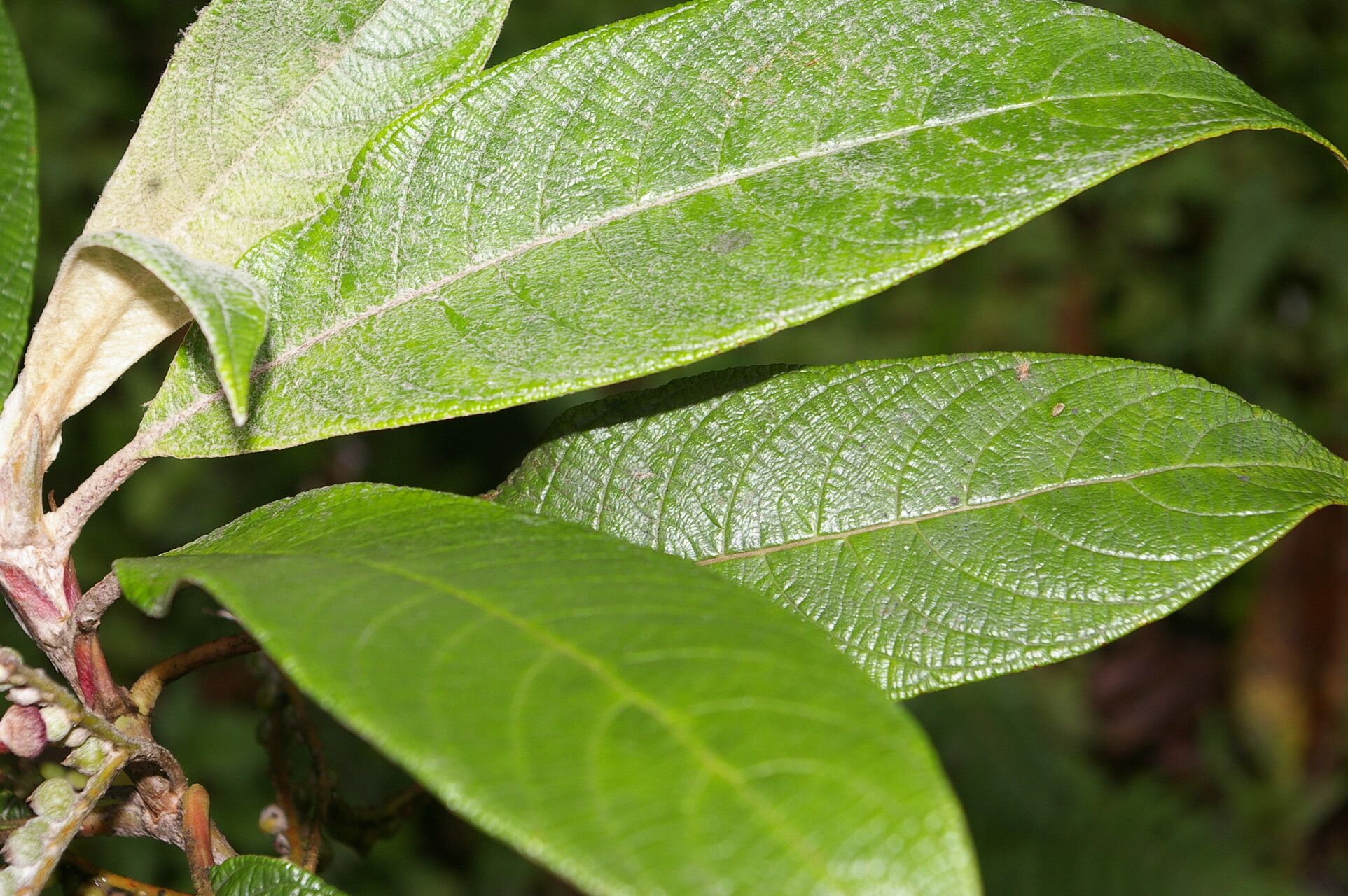 Guettarda tournefortiopsis leaf