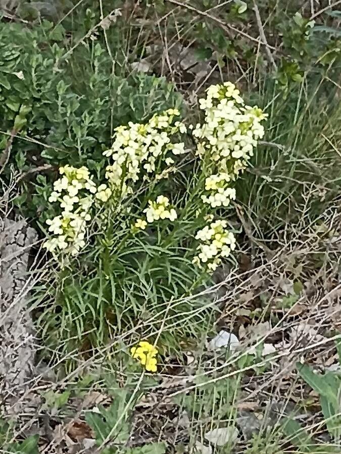 Erysimum franciscanum flower