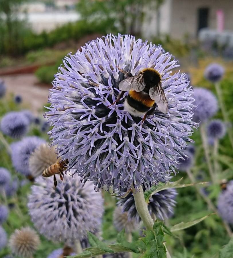 Echinops sphaerocephalus flower
