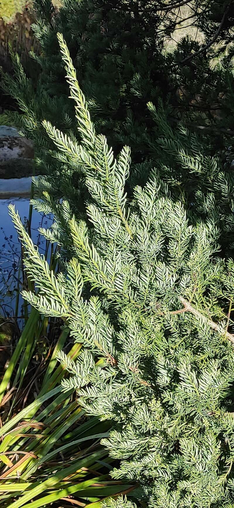 Prumnopitys andina — search result for 'Podocarpus'