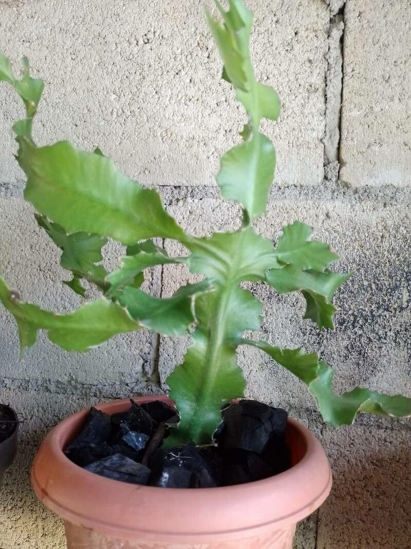 Euphorbia bougheyi — houseplant care guide