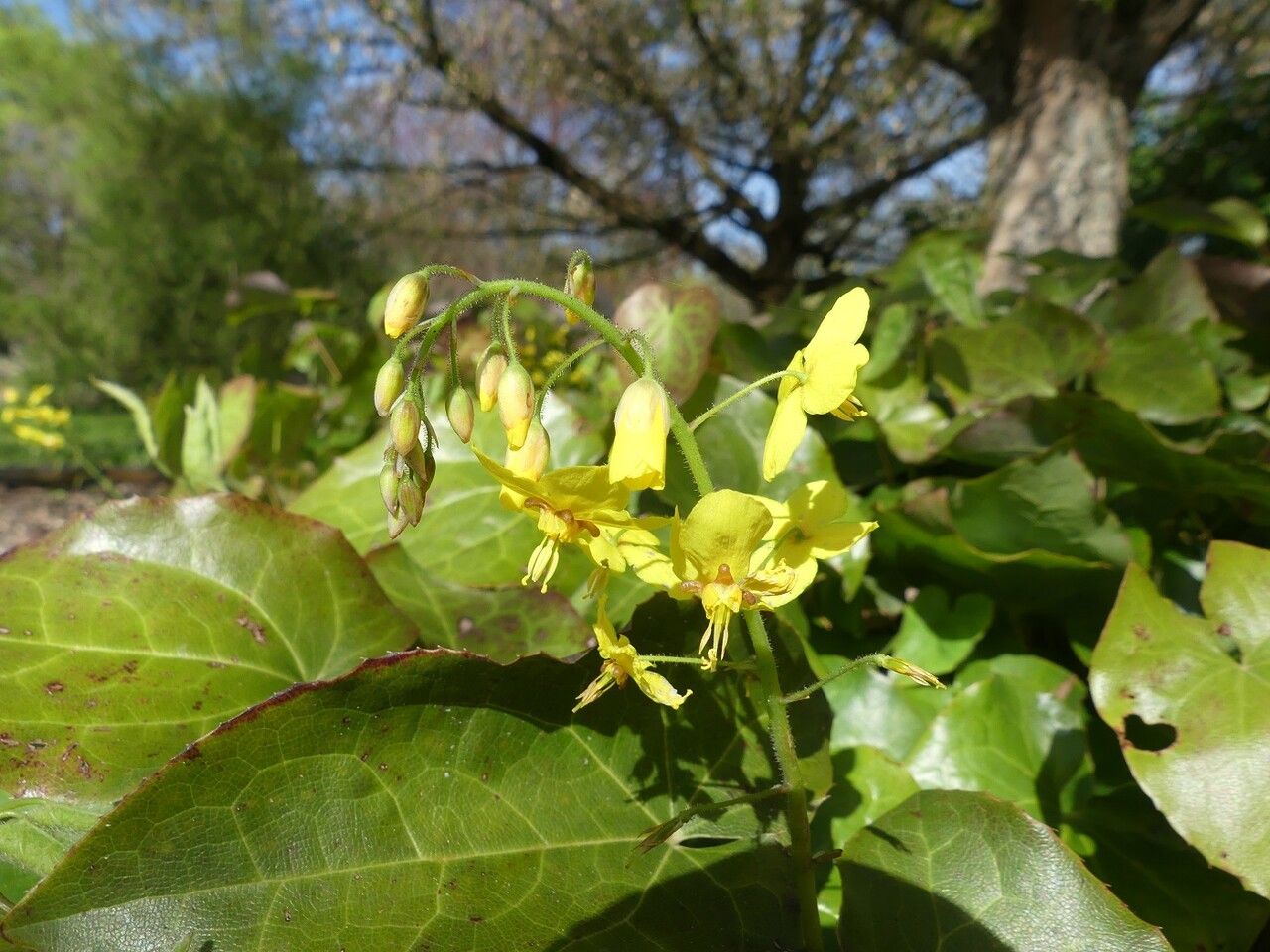 Epimedium pinnatum flower