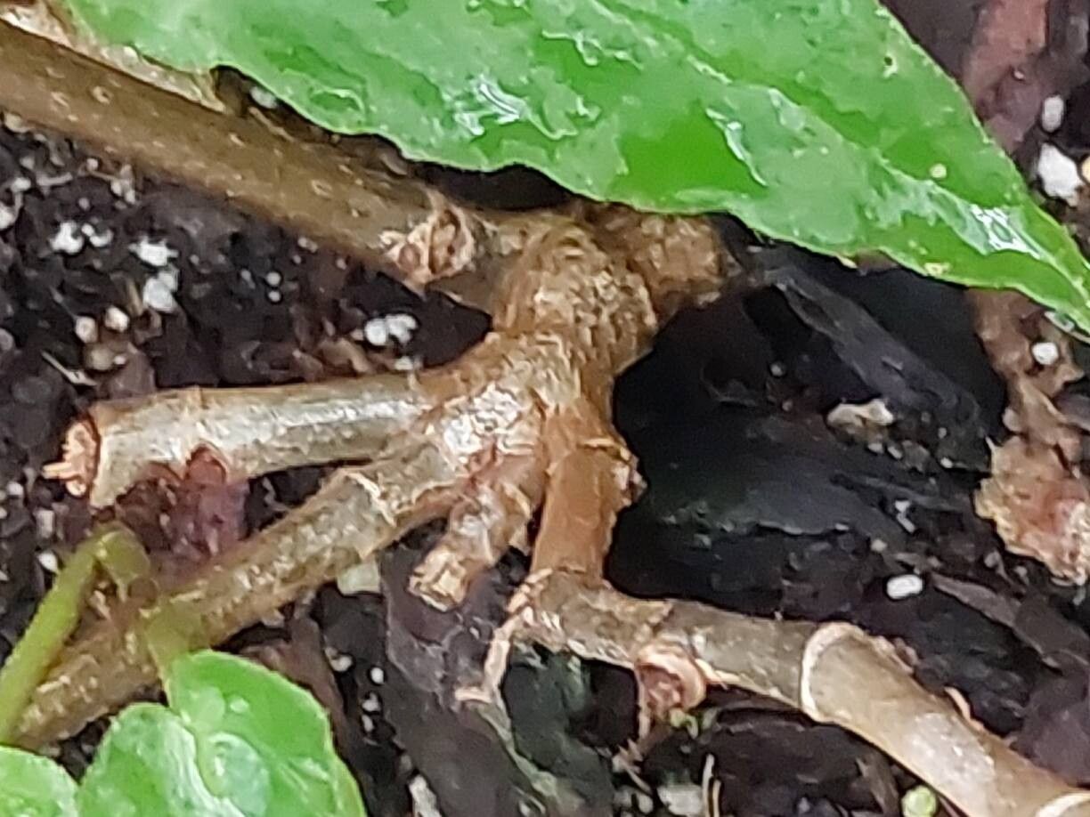 Begonia furfuracea bark