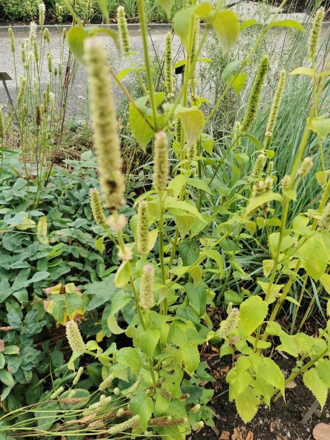 Agastache nepetoides — search result for 'Eastern United States and Canada'