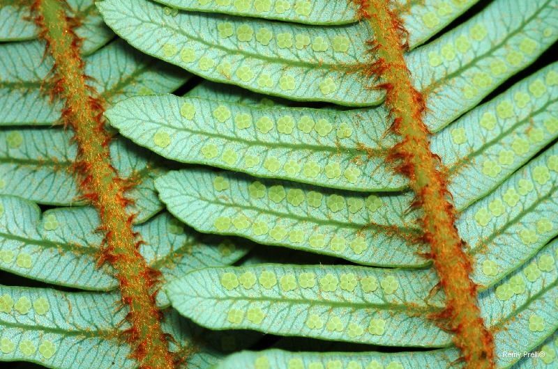 Sticherus montaguei — houseplant care guide