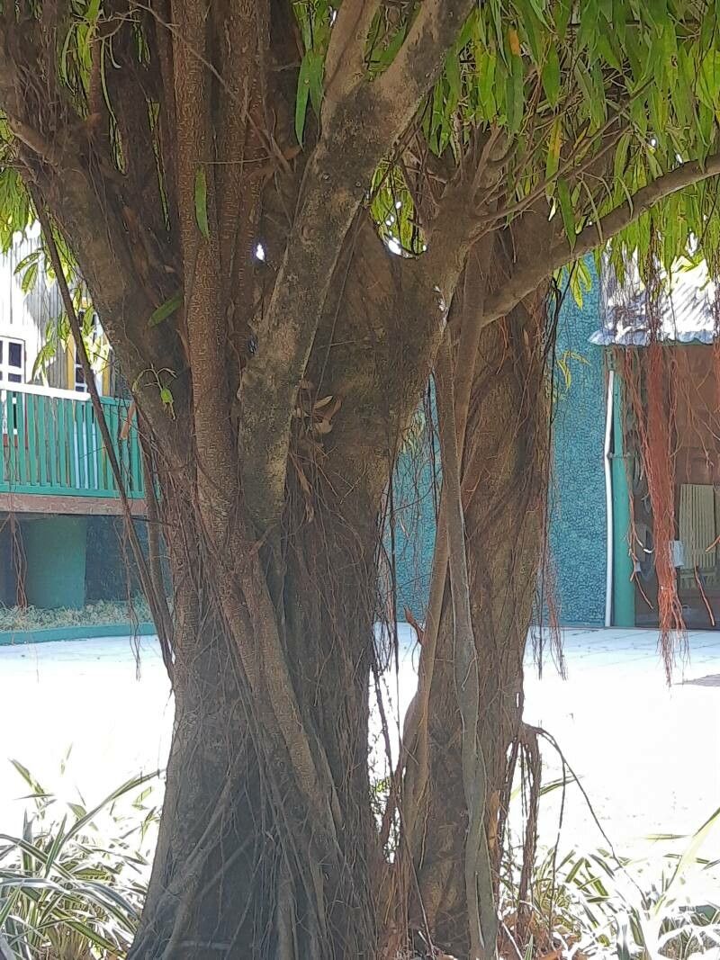 Ficus longifolia bark