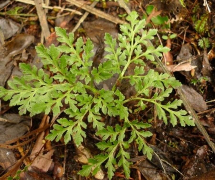 Botrychium australe — related species from the same genus