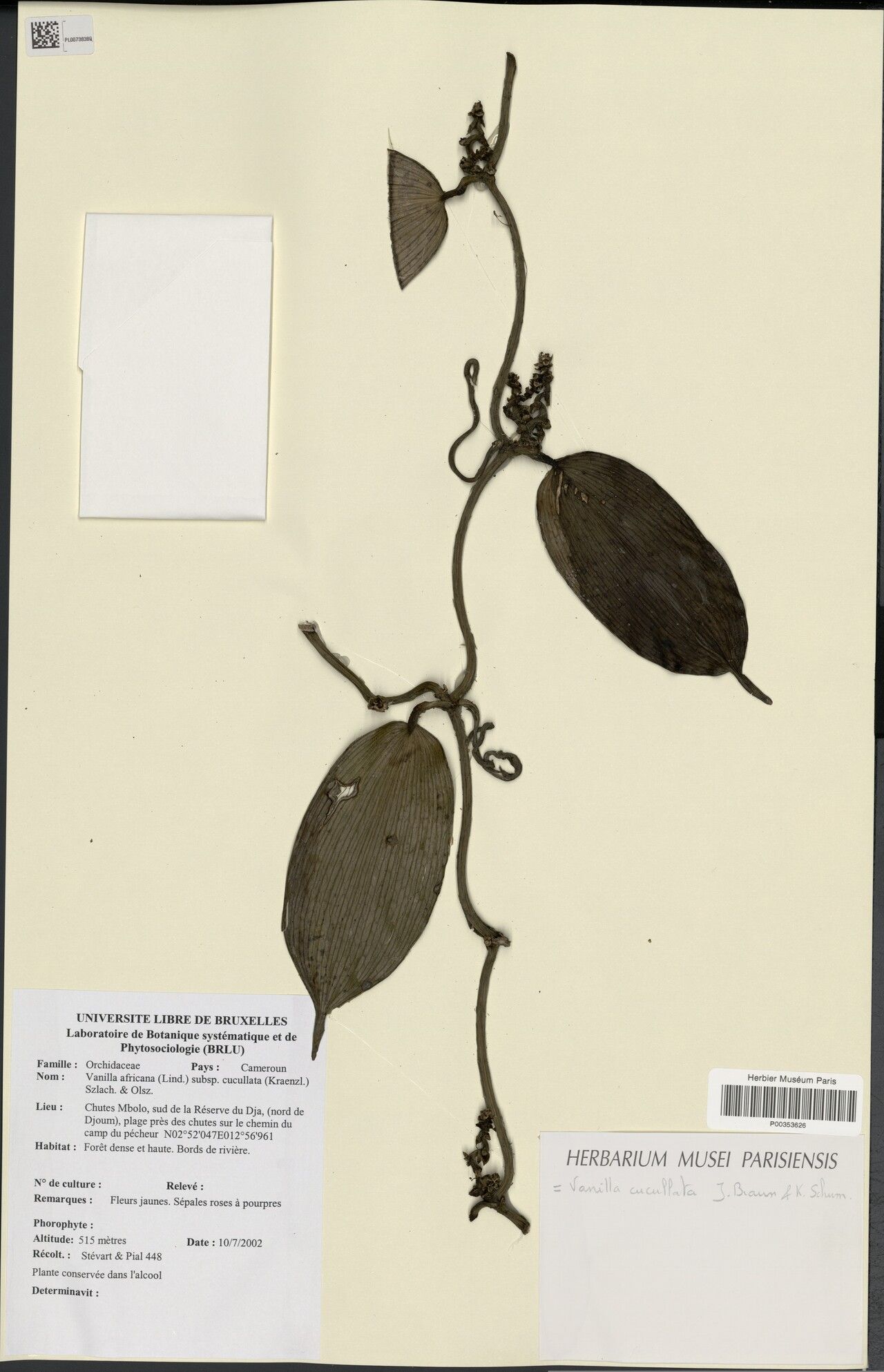 Vanilla cucullata — houseplant care guide