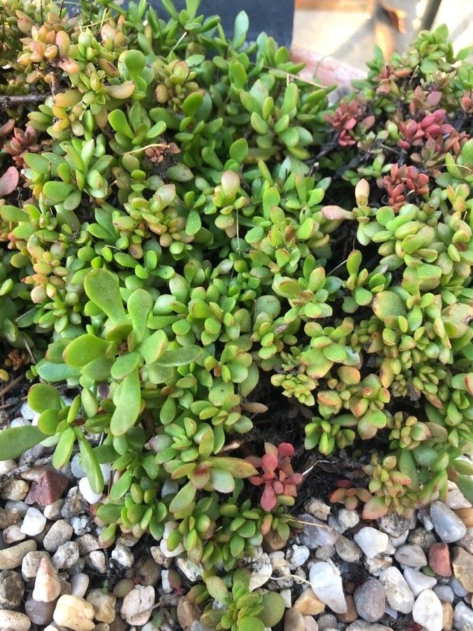 Crassula pubescens — search result for 'Crassula'