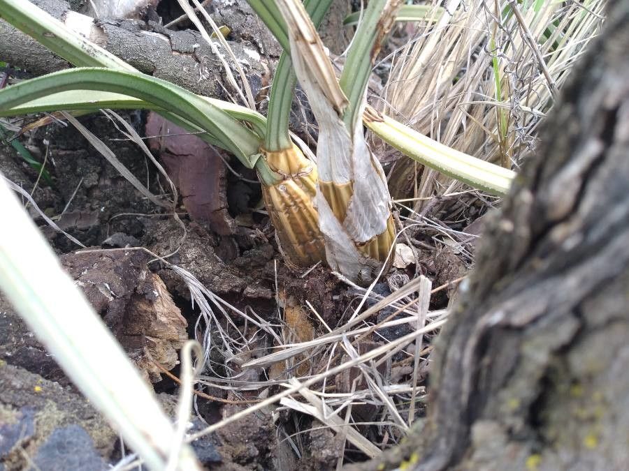 Eulophia petersii — search result for 'Orchidaceae'