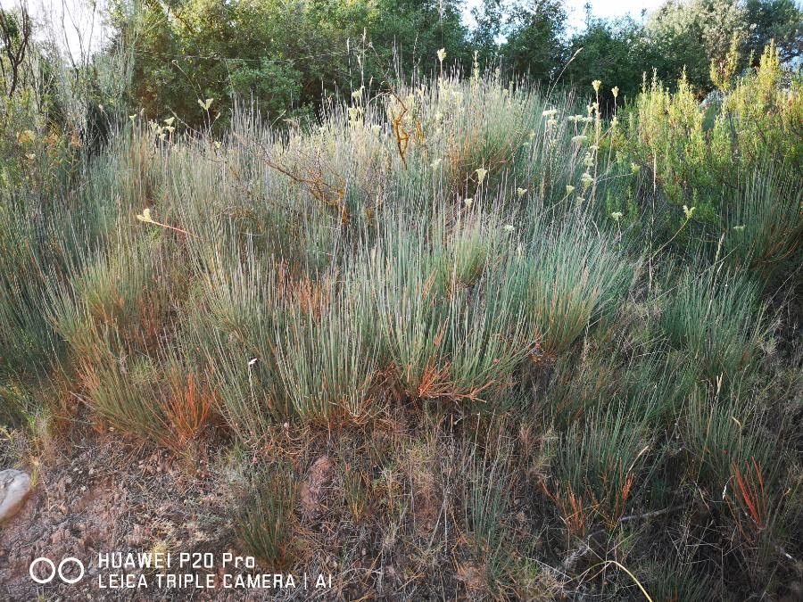 Ephedra major flower
