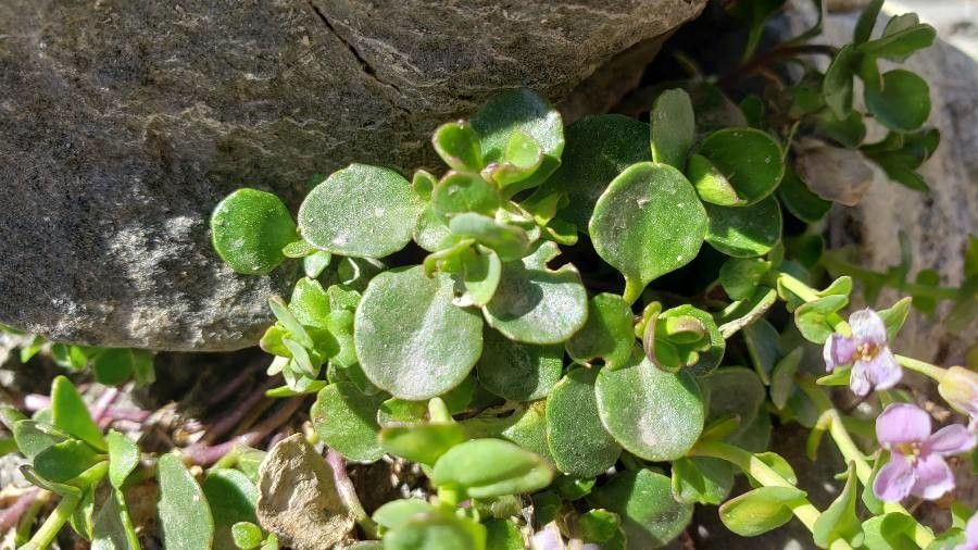 Noccaea rotundifolia — search result for 'Noccaea'