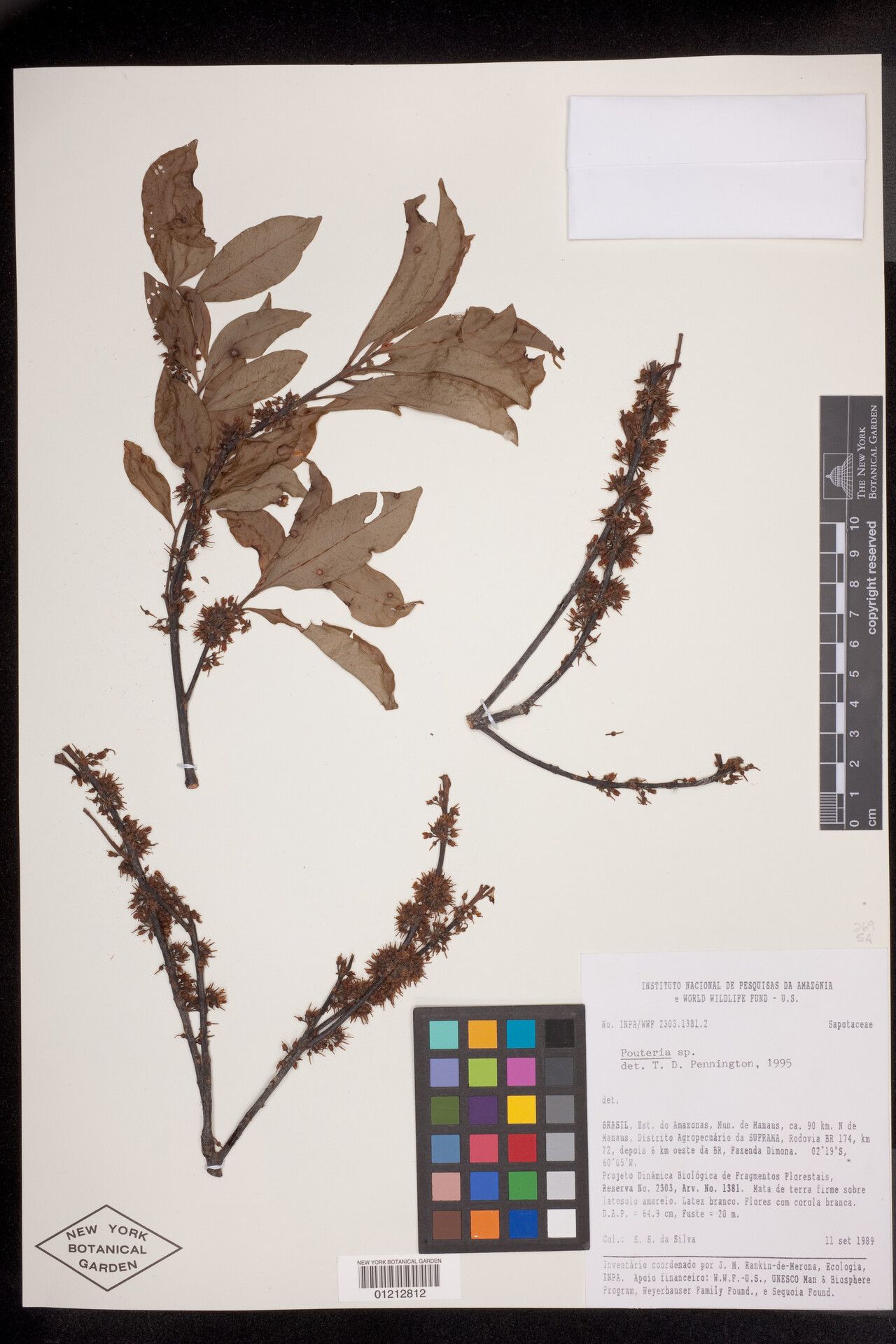 Pouteria stylifera — houseplant care guide