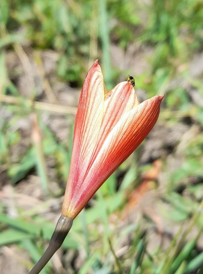 Habranthus tubispathus flower