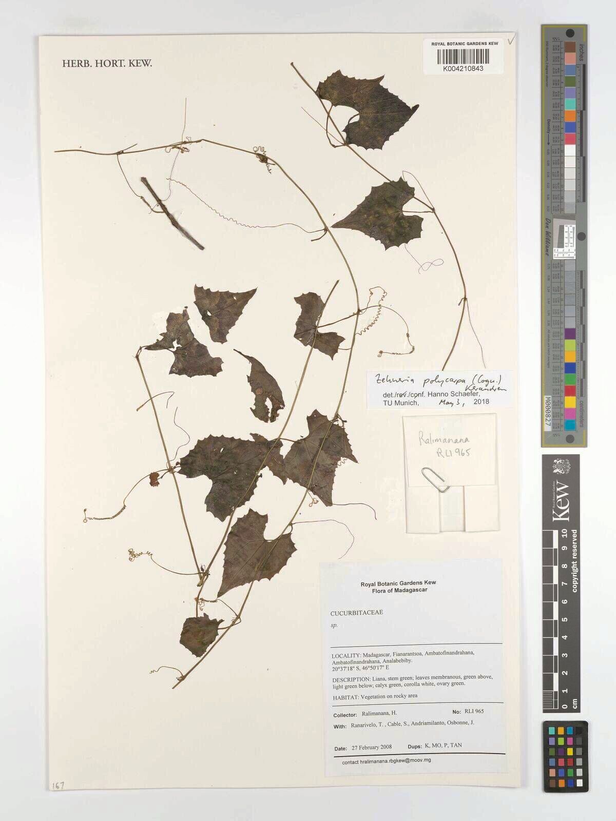 Zehneria polycarpa — houseplant care guide