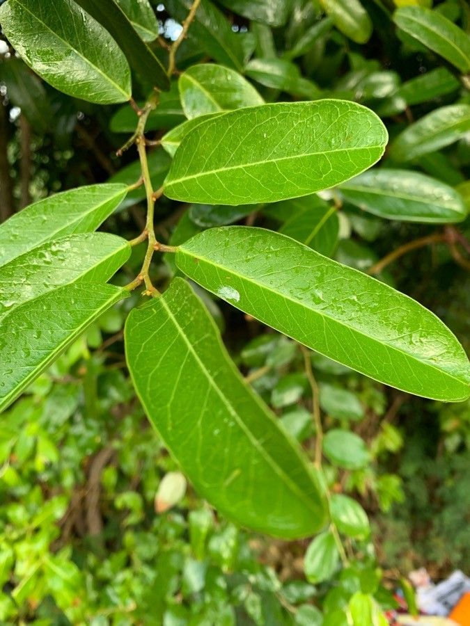 Hexalobus monopetalus — search result for 'Annonaceae'