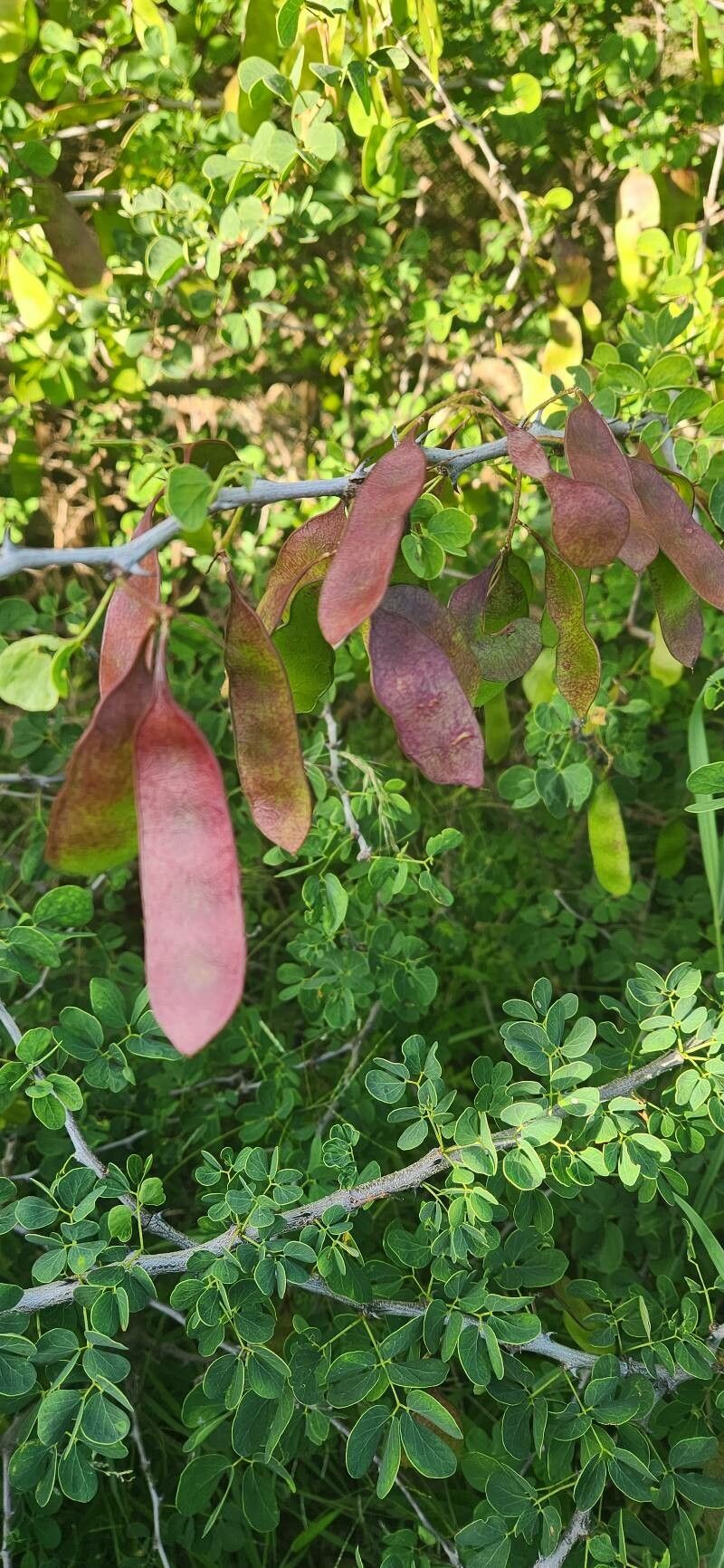 Acacia mellifera fruit