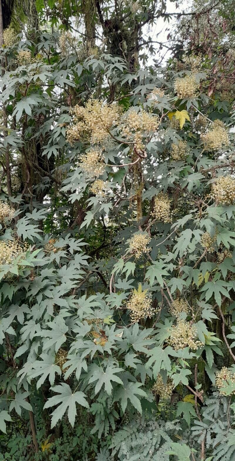 Oreopanax kuntzei habit