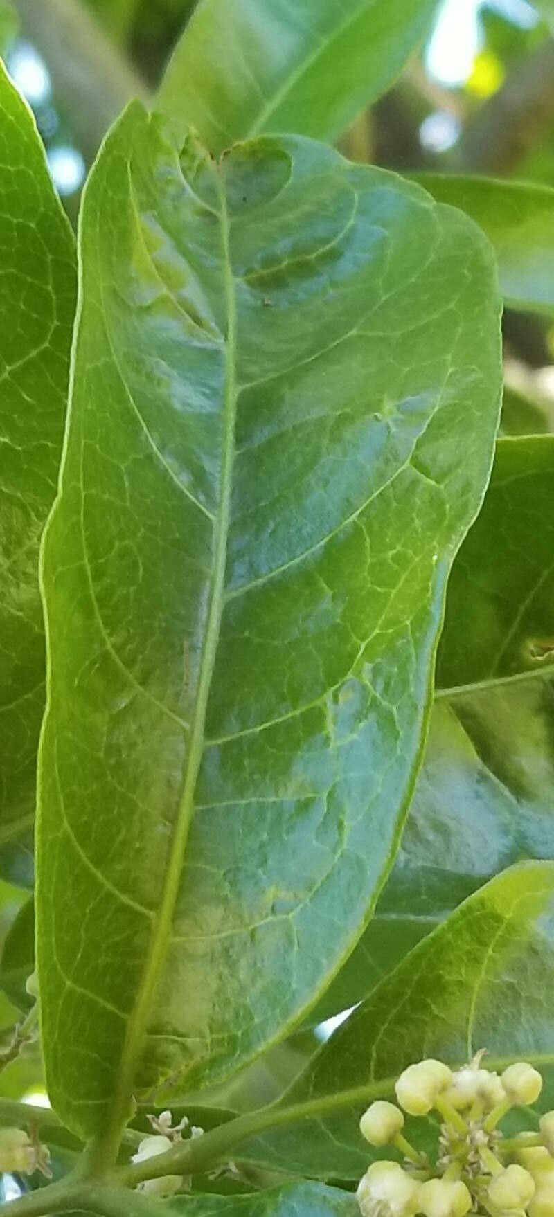 Diploglottis campbellii — related species from the same genus