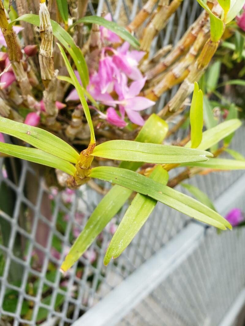 Dendrobium hercoglossum — houseplant care guide