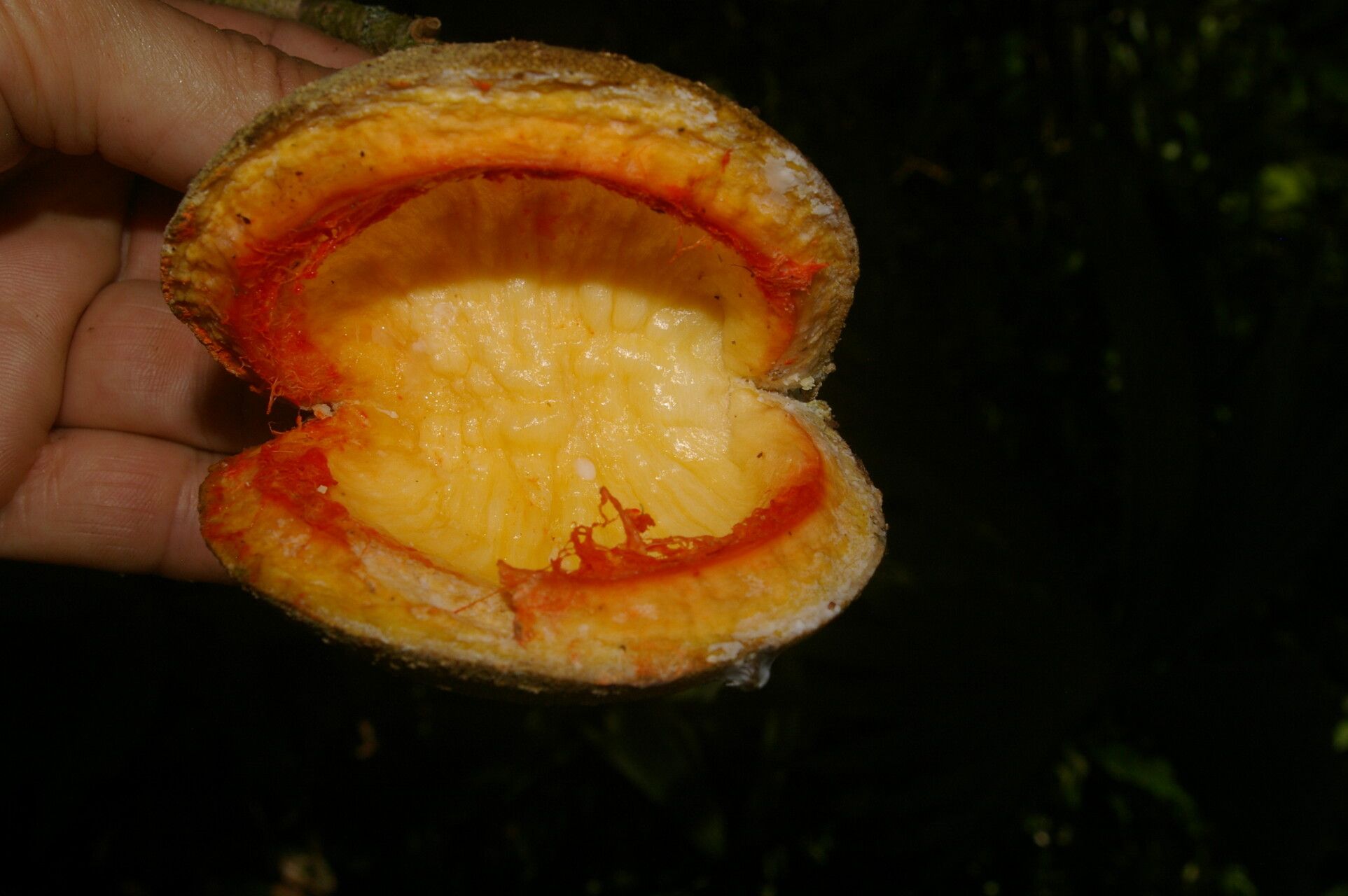 Tabernaemontana arborea fruit