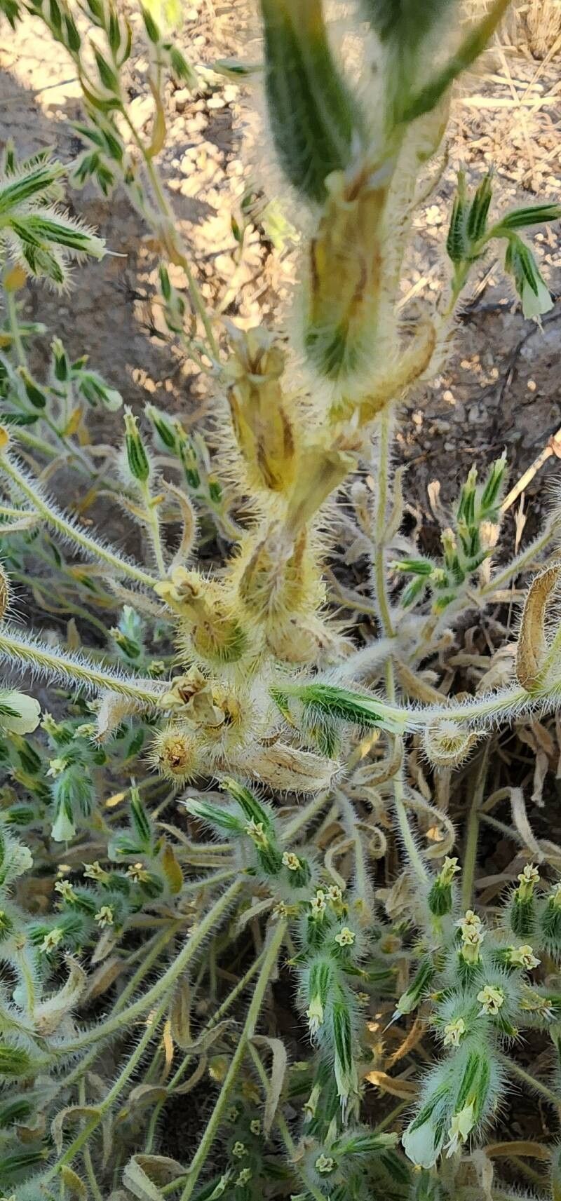 Onosma microcarpa fruit