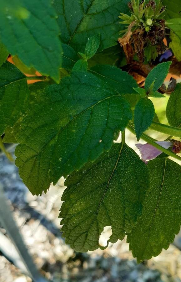 Nepeta subsessilis leaf