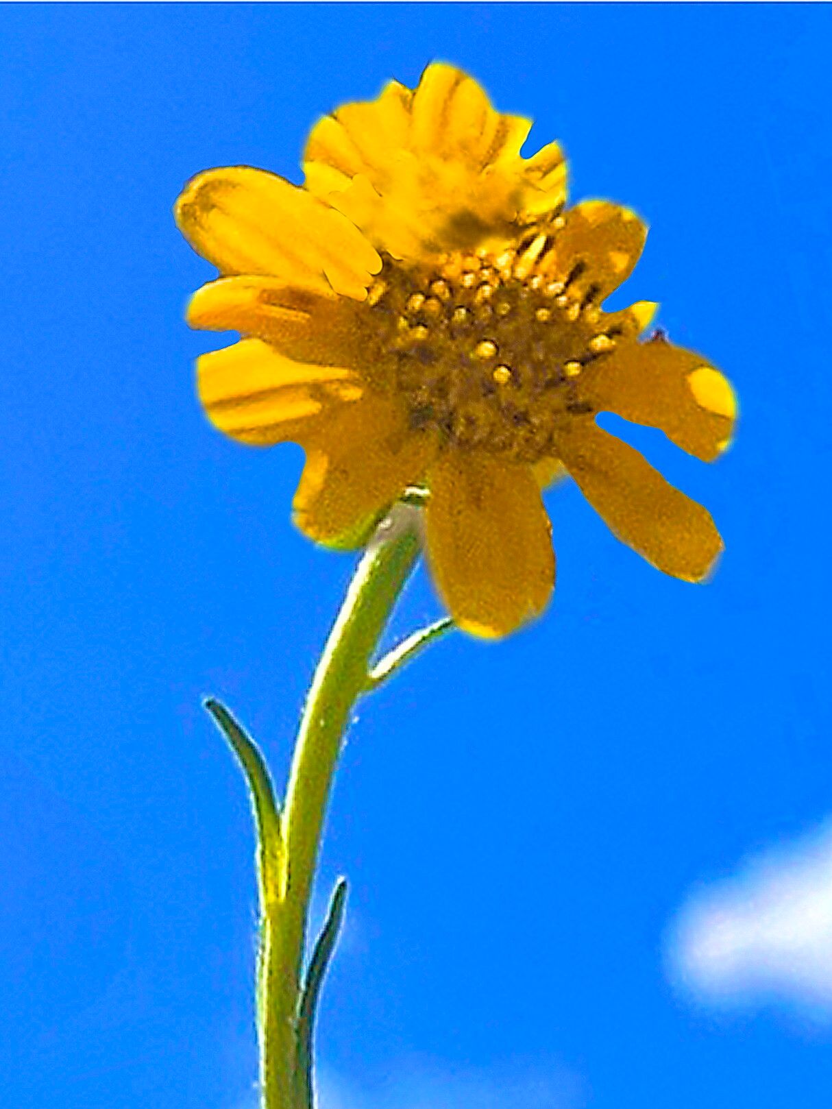 Heliomeris hispida — related species from the same genus