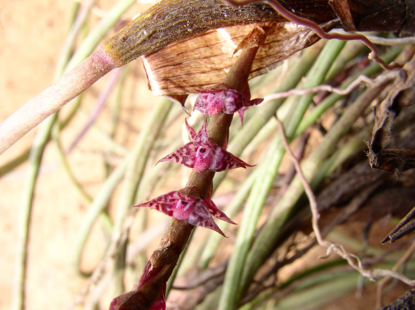 Bulbophyllum teretifolium flower
