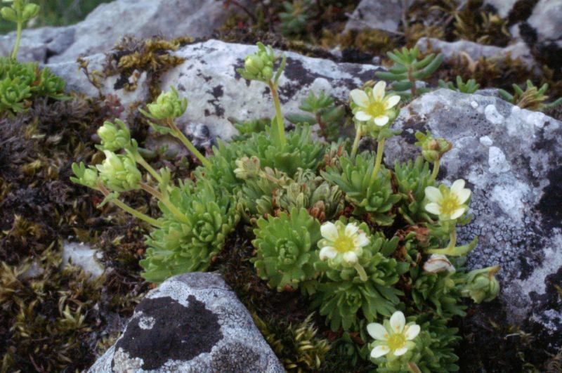 Saxifraga giziana — search result for 'Saxifraga'