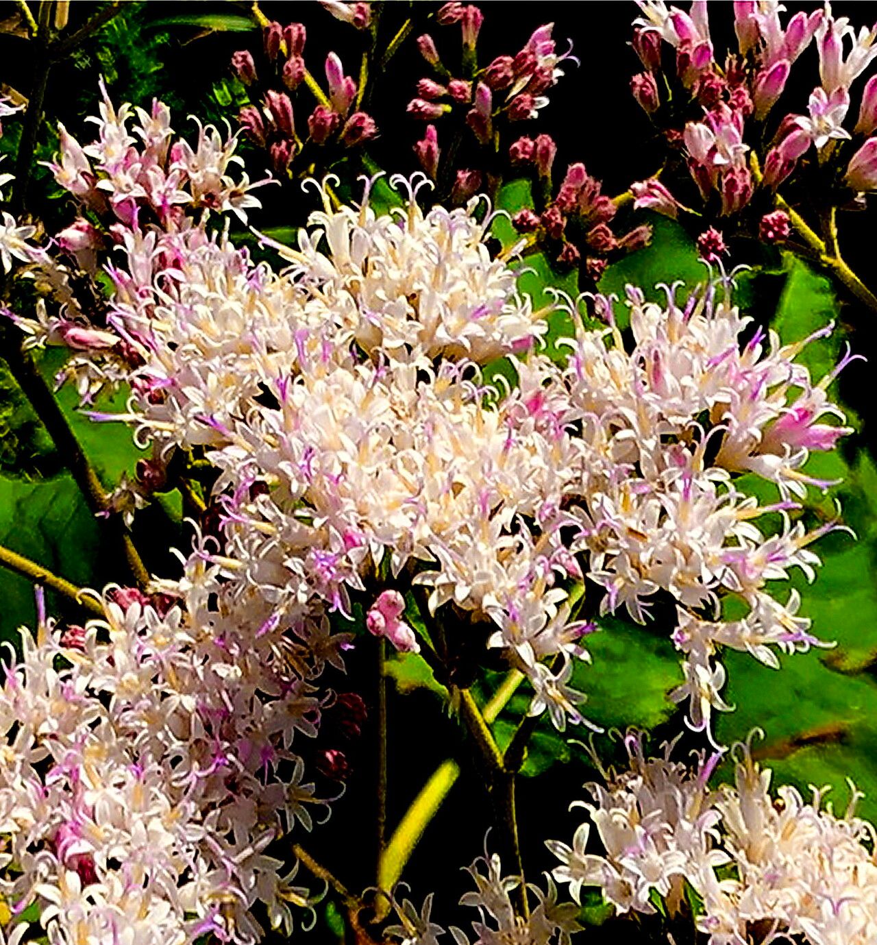 Gymnanthemum myrianthum — search result for 'Vernonia'