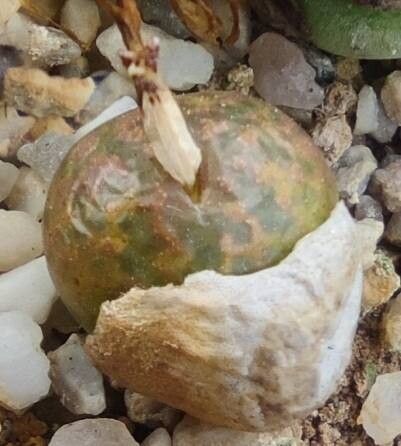 Conophytum lithopsoides — houseplant care guide